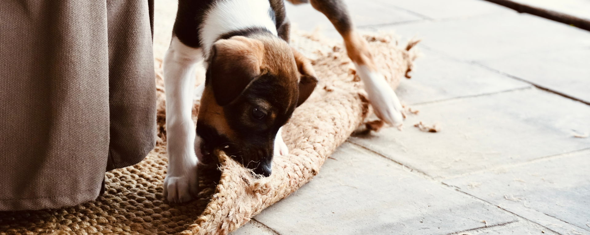 Dog damaged rug repair for chewed rug fibers